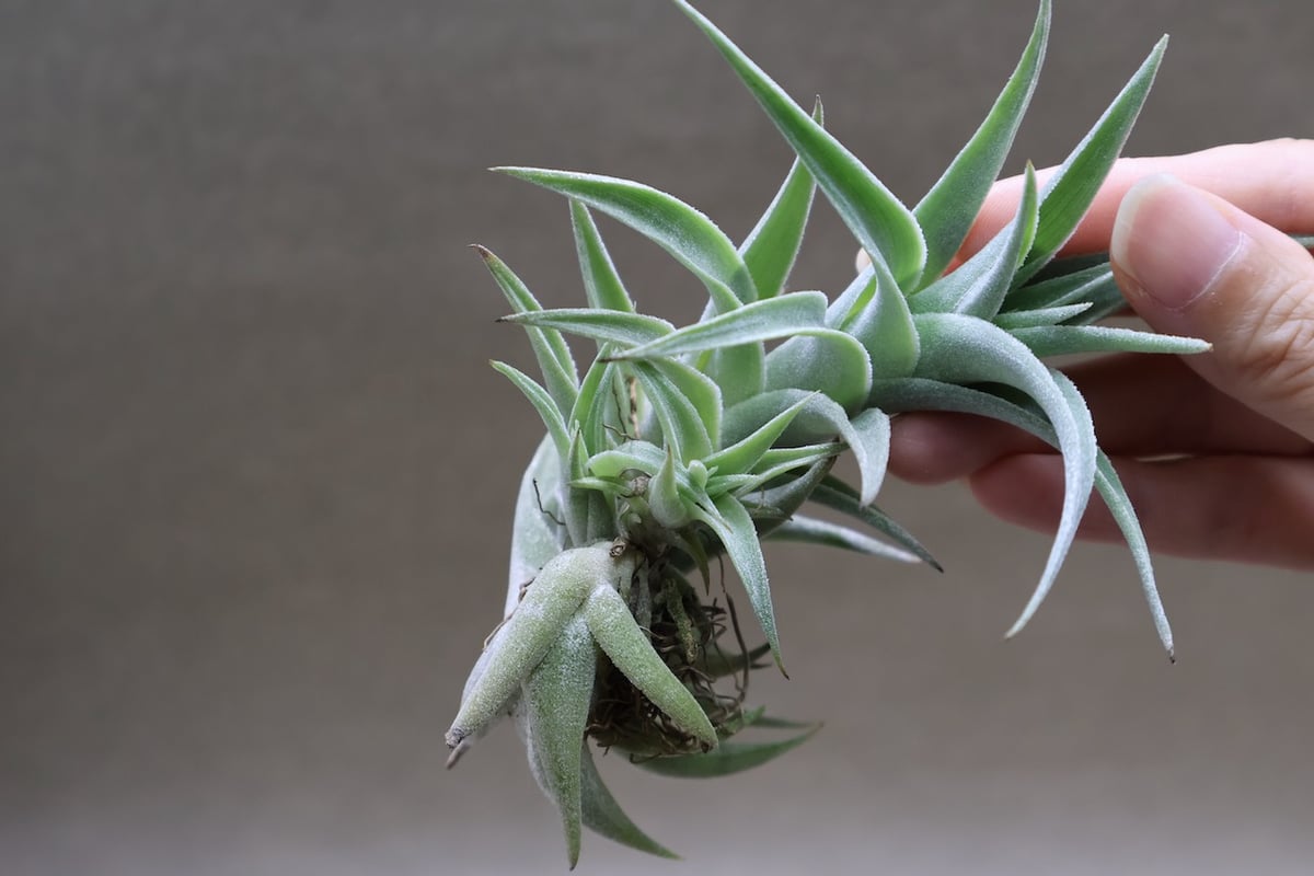 エディシアエ 68号 | air-plants TENGU-DO