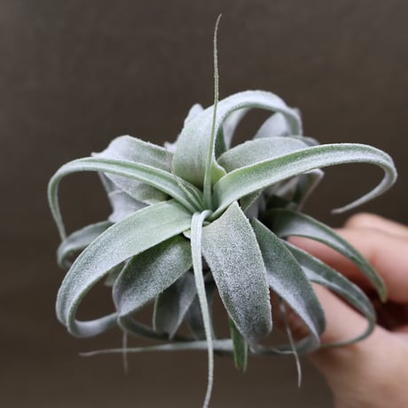 チランジア　El Guapo 開花苗 fit=scale-down,w=1200