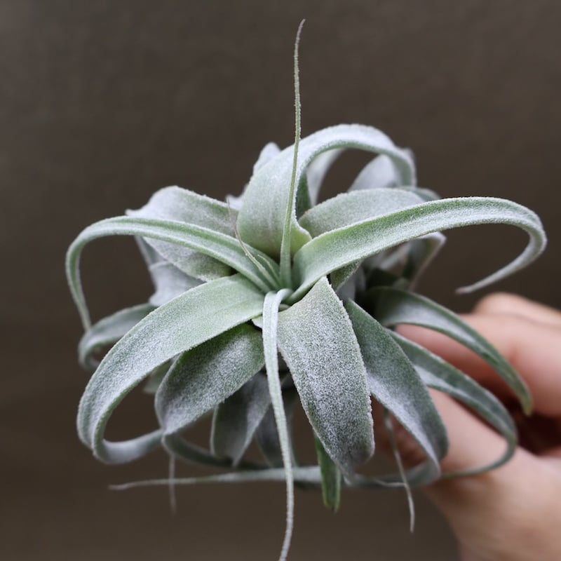 ルシール × ベアコレアーレ 01号 | air-plants TENGU-DO