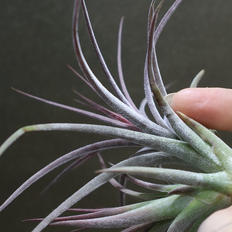 シーディアナ × イオナンタストリクタ 09号 | air-plants TENGU-DO