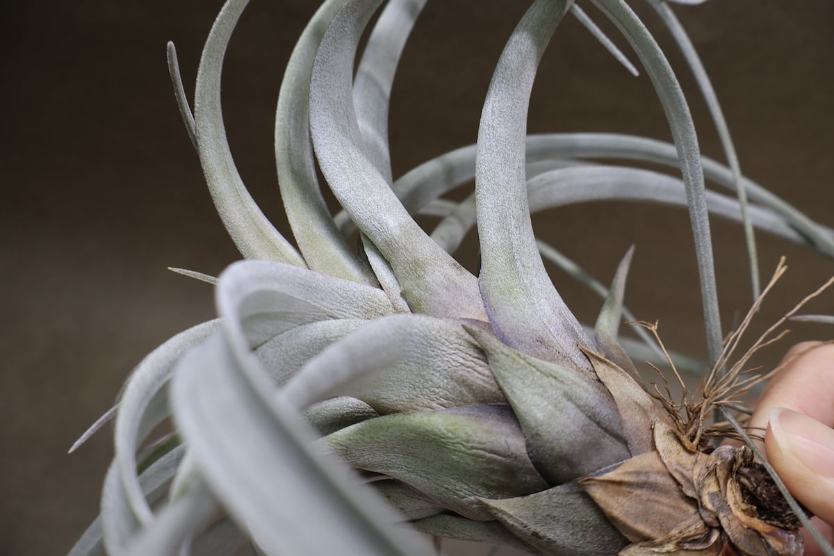 サカパネンシス 19号 | air-plants TENGU-DO