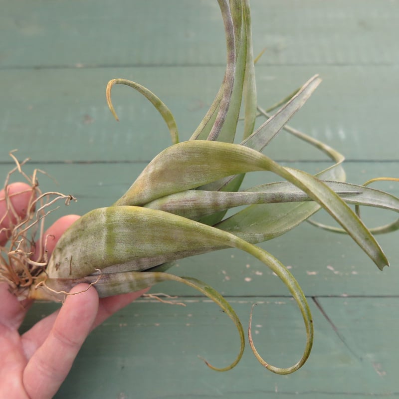 チランジア　フレクスオサ　ツイスト　ジャイアントフォーム Tropiflora チランジア・フレクスオーサ・ジャイアントフォーム Tillandsia