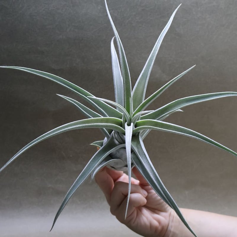 エーレルシアナ ハイブリッド 01号 | air-plants TENGU-DO