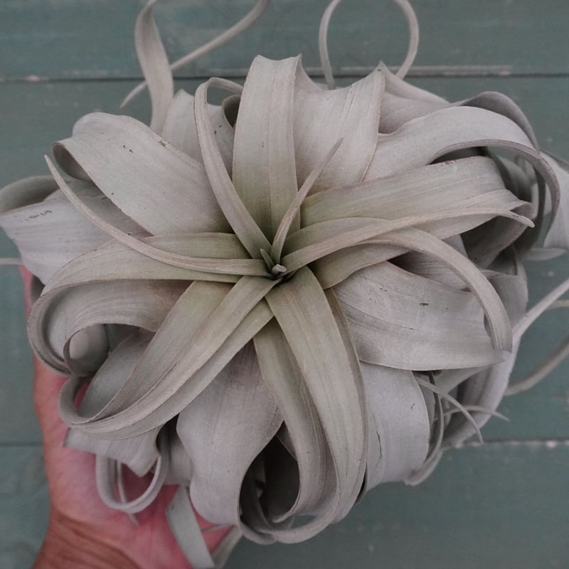 キセログラフィカ M-Lサイズ 特選【スタッフ特選】 | air-plants TENGU-DO