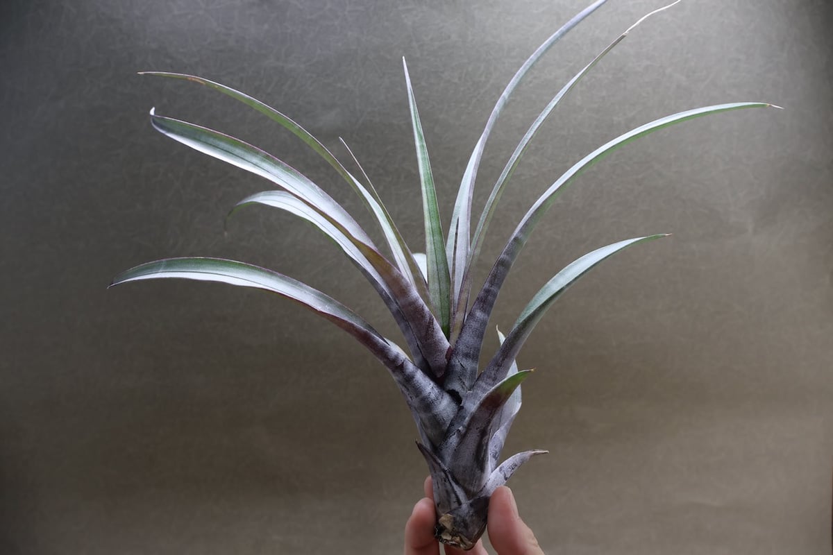 超希少❗️チランジア　ヒルダエ✨ ヒルダエ 51号 | air-plants TENGU-DO