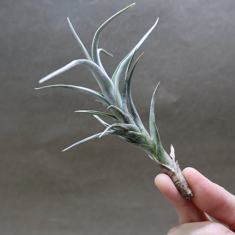 ミスティック トランペット（ アルベルティアナ