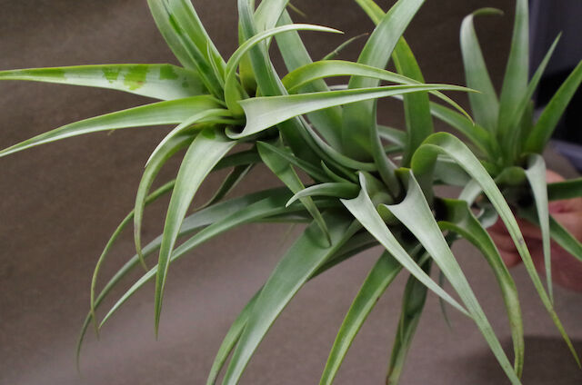 フレクスオーサ ヴィヴィパラ クランプ 05号 | air-plants TENGU-DO