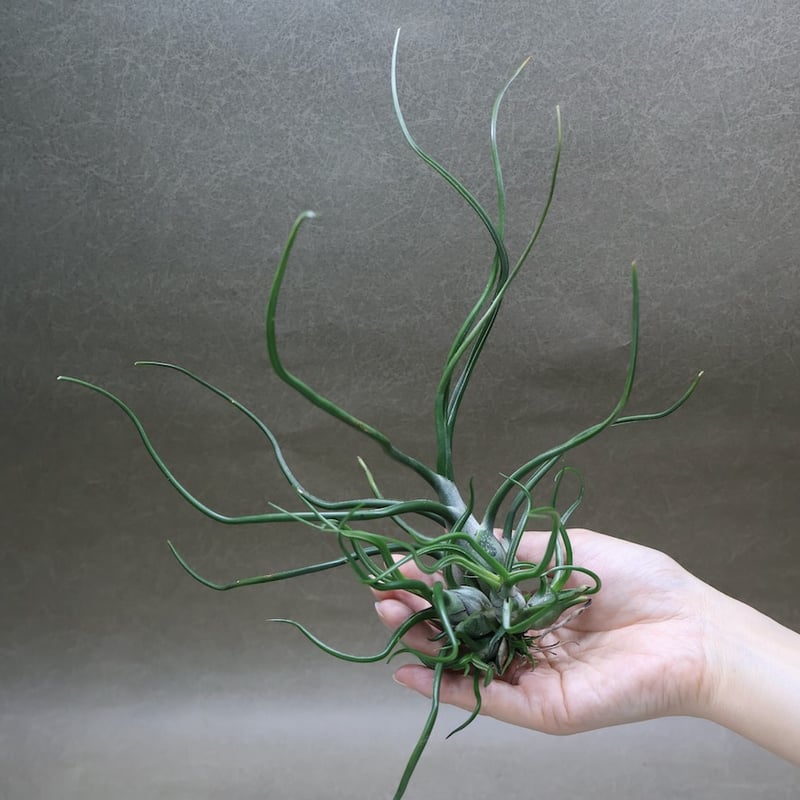 ブルボーサ クランプ 28号 | air-plants TENGU-DO