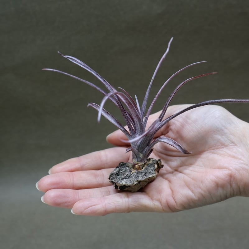 カピタータ ドミンゲンシス 45号 | air-plants TENGU-DO