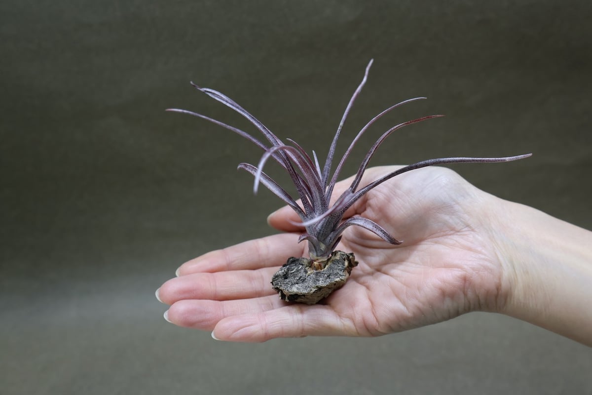 カピタータ ドミンゲンシス 45号 | air-plants TENGU-DO