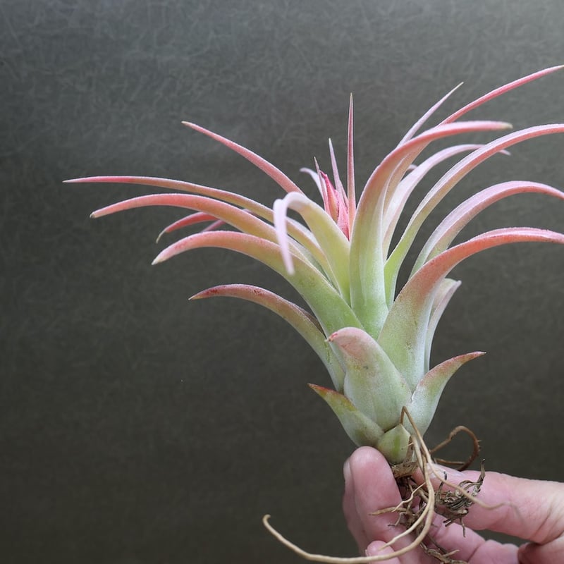 キセログラフィカ × イオナンタバンハイニンギー 01号 | air-plants