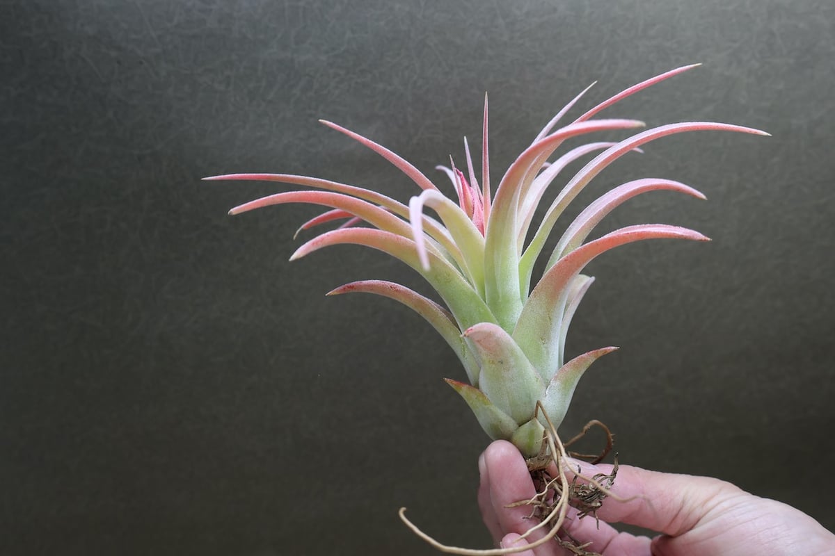 キセログラフィカ × イオナンタバンハイニンギー 01号 | air-plants