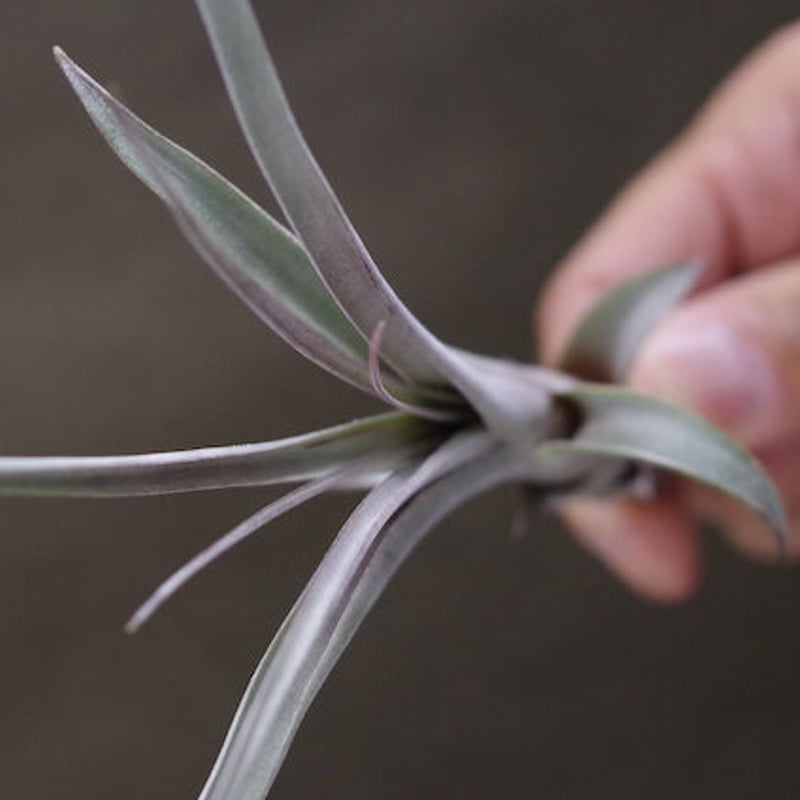 【みぃこどん】Tillandsia 4点セット チランジア・マイスウィートローズ Tillandsia My Sweet Rose (T