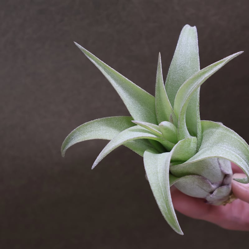 ストレプトフィラ Sサイズ 16号 | air-plants TENGU-DO