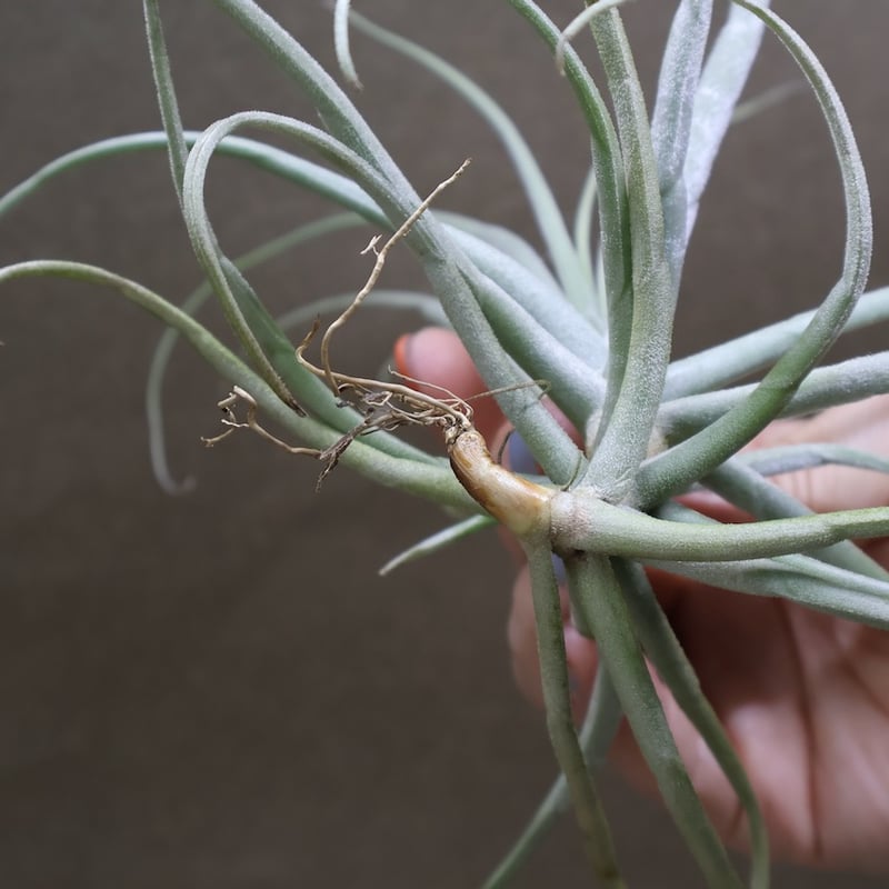 ストレプトカルパ 07号 | air-plants TENGU-DO