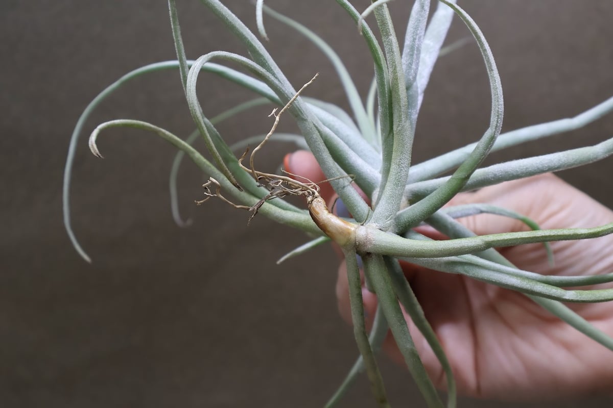 ストレプトカルパ 07号 | air-plants TENGU-DO