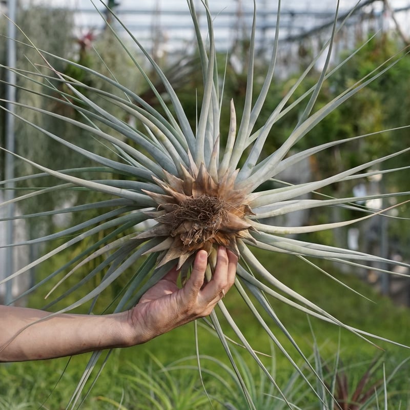 スタッフ特選】ファシクラータ・ロツンダータ 大株 | air-plants TENGU-DO