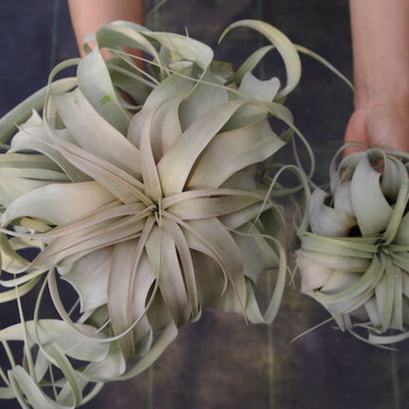 キセログラフィカ Sサイズ | air-plants TENGU-DO