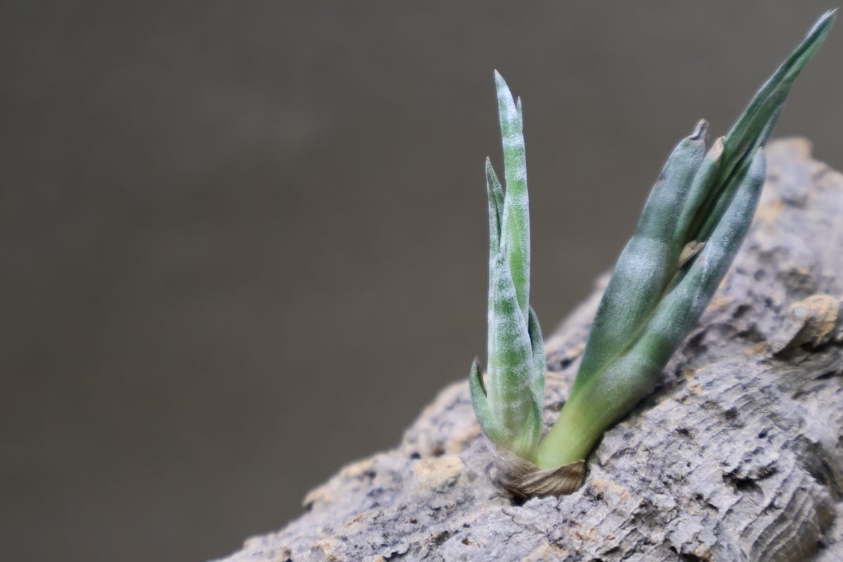 スブリフェラ Sサイズ01号 | air-plants TENGU-DO