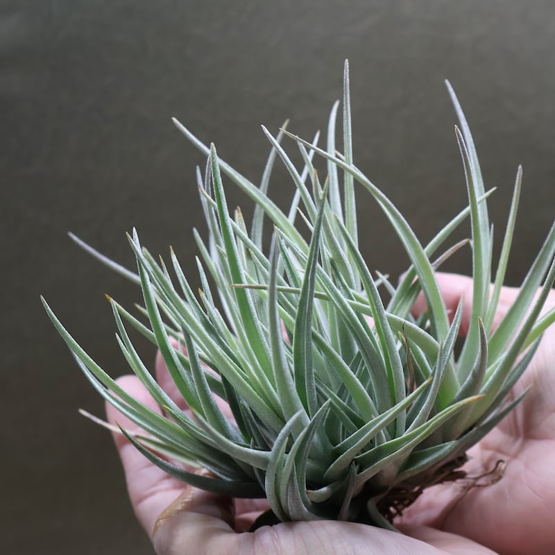 ベルメホエンシス 12号 | air-plants TENGU-DO