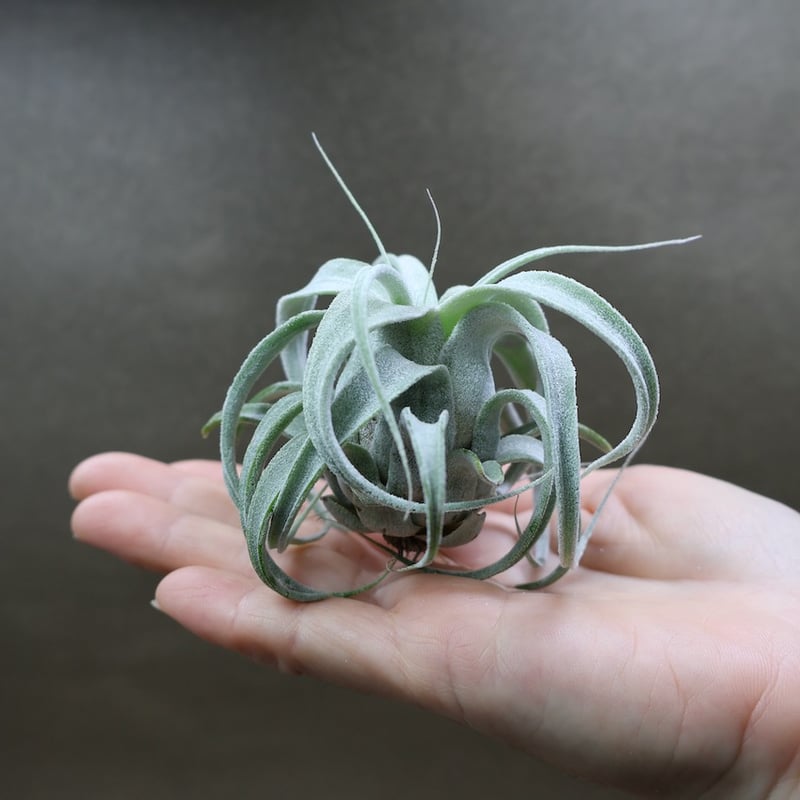 ルシール × ベアコレアーレ 01号 | air-plants TENGU-DO