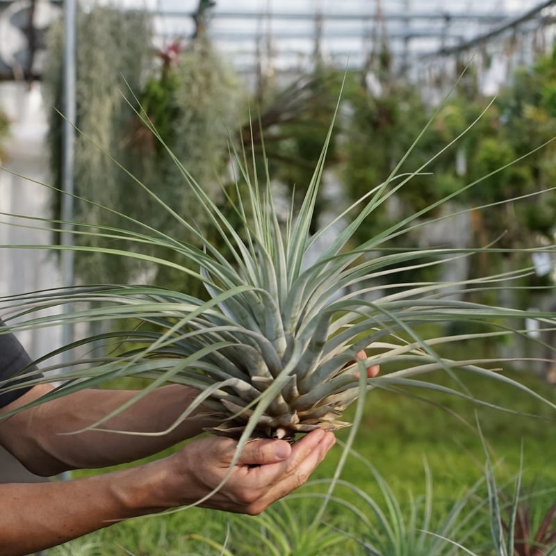 スタッフ特選】ファシクラータ・ロツンダータ 大株 | air-plants TENGU-DO