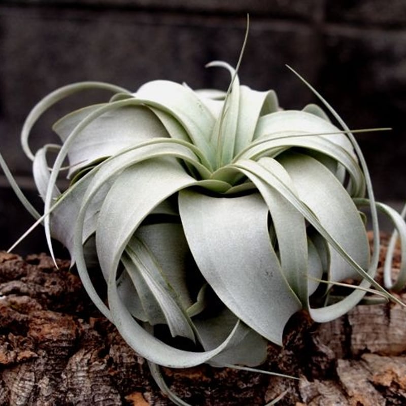 キセログラフィカ Sサイズ | air-plants TENGU-DO