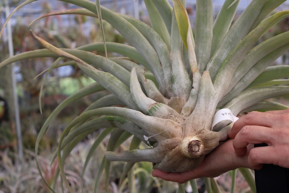 カピタータ・シルバーローズ 2XL 50号 | air-plants TENGU-DO