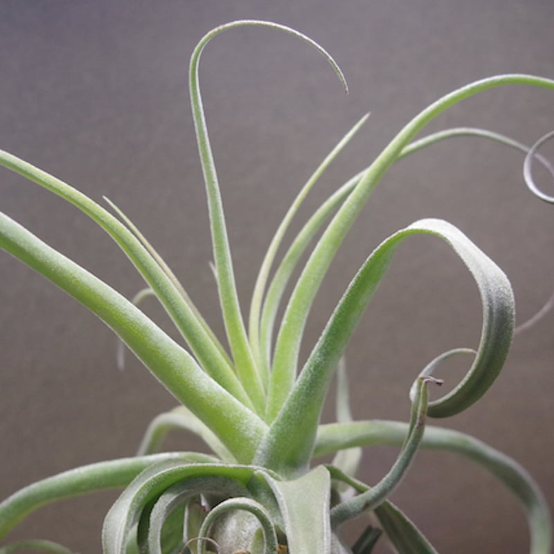 パチャラスノーフレーク 01号 | air-plants TENGU-DO