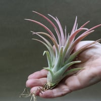 チャペウエンシス チュリフォルミス 03号 | air-plants TENGU-DO
