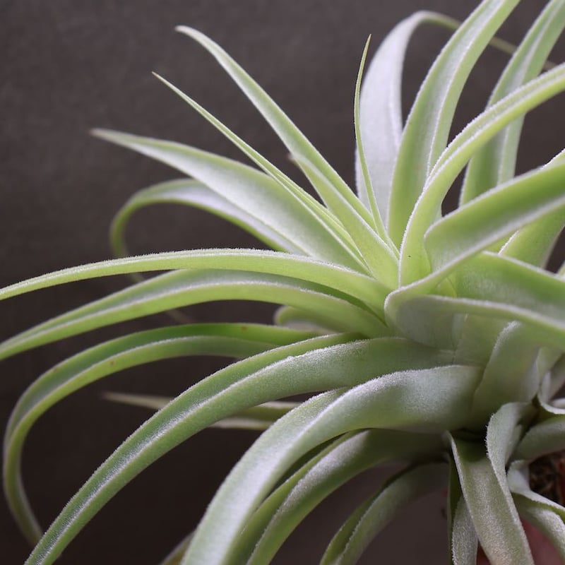 カクティコラ L size | air-plants TENGU-DO