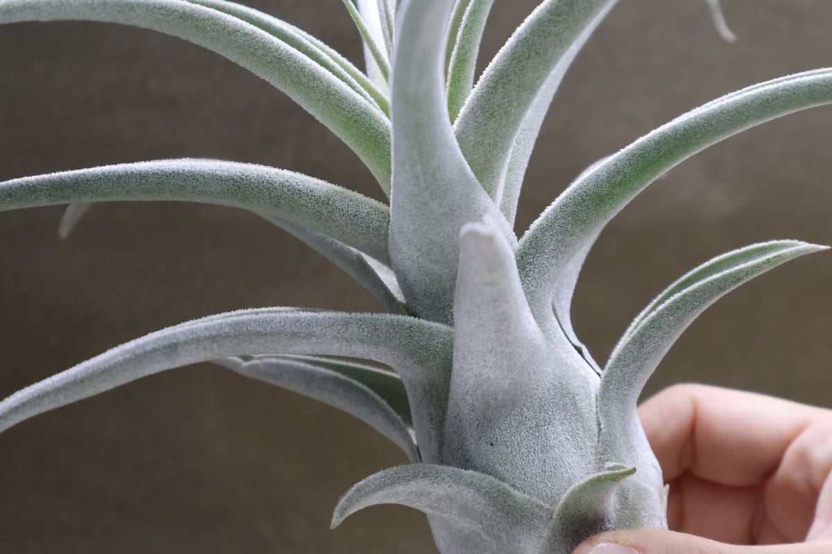 エーレルシアナ ハイブリッド 01号 | air-plants TENGU-DO