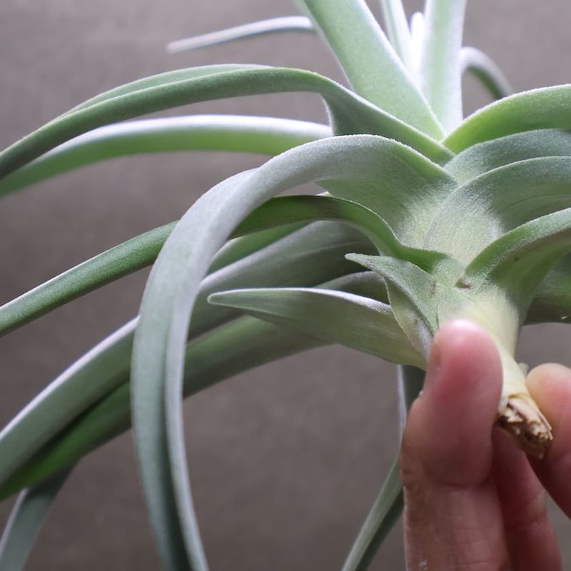 チランジア ドゥラティ ③ チランジア・ドゥラティー・サクサティリス Tillandsia duratii var