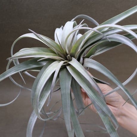 CATEGORY 品種名：U/V/W/X/Y/Z | air-plants TENGU-DO