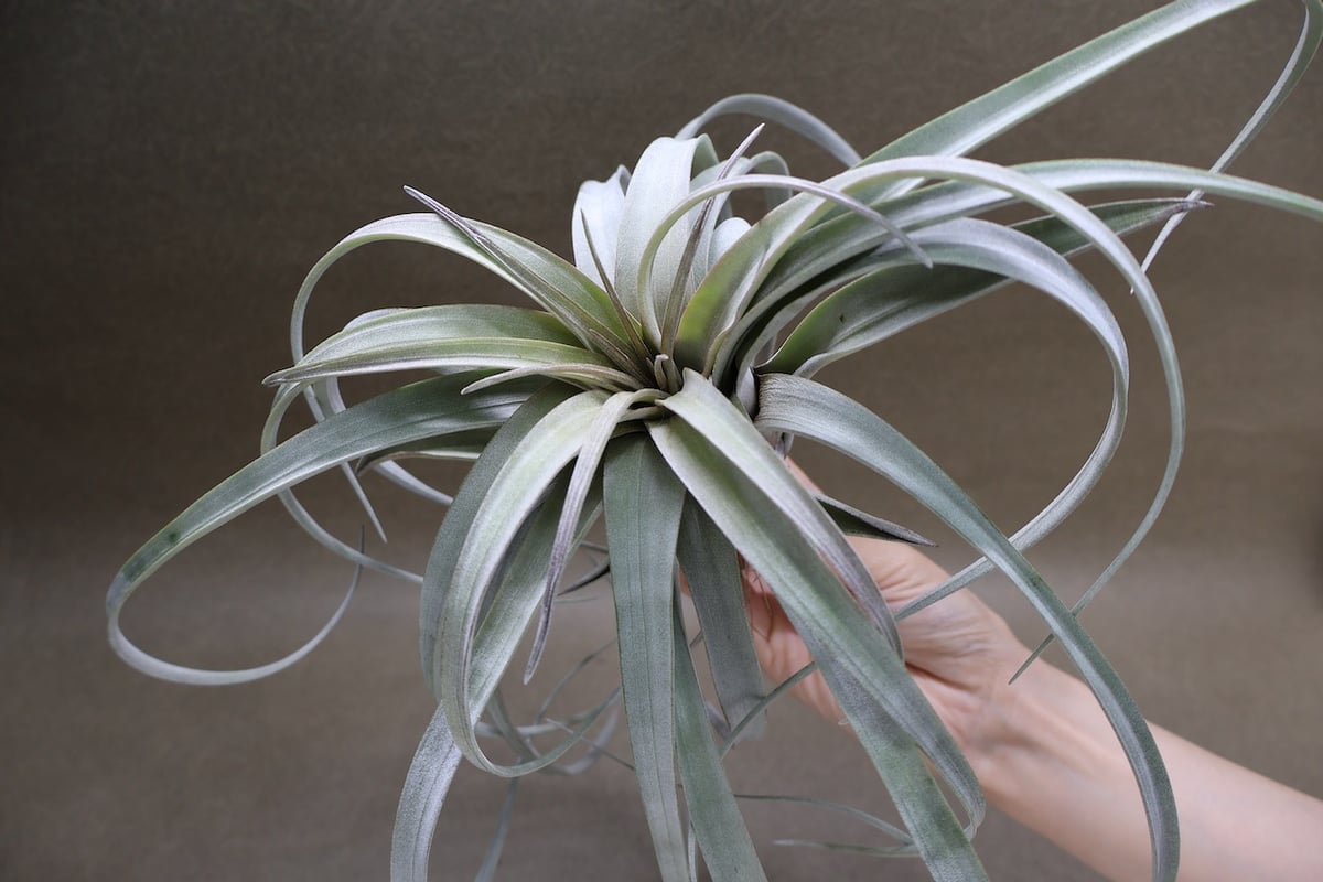 サカパネンシス 19号 | air-plants TENGU-DO