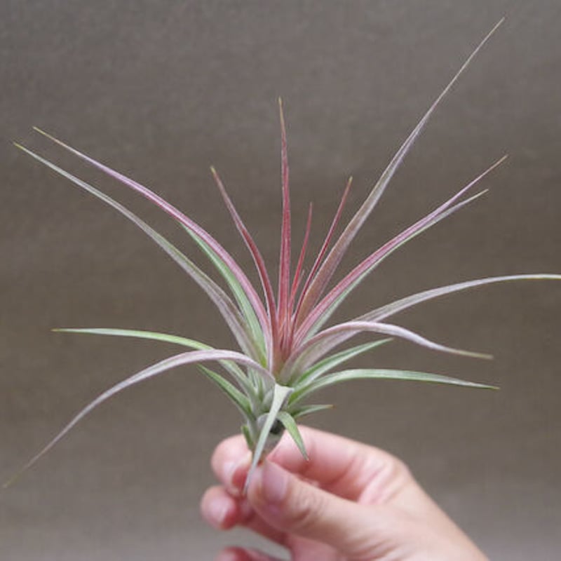 【まぁ様確認用】　イオナンタ ストリクタ まぁ様確認用】 イオナンタ ストリクタ まぁ様確認用】イオナンタ