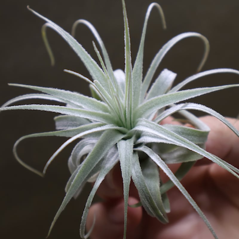 チャペウエンシス 01号 | air-plants TENGU-DO