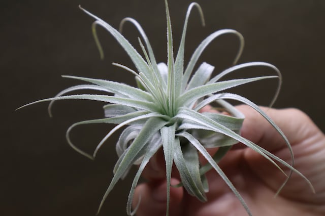 チャペウエンシス 01号 | air-plants TENGU-DO