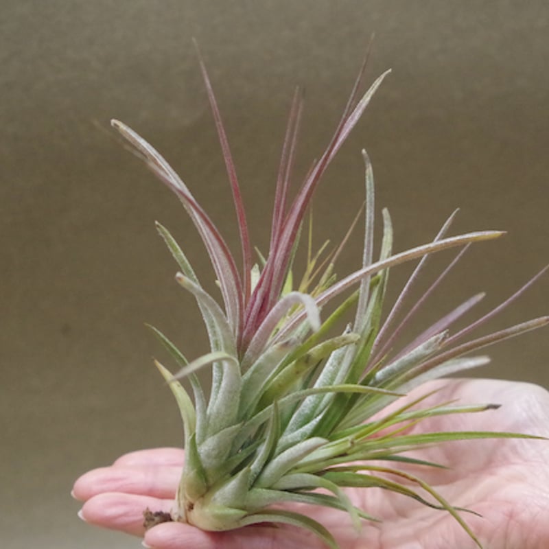 シーディアナ×イオナンタストリクタ 05号 | air-plants TENGU-DO