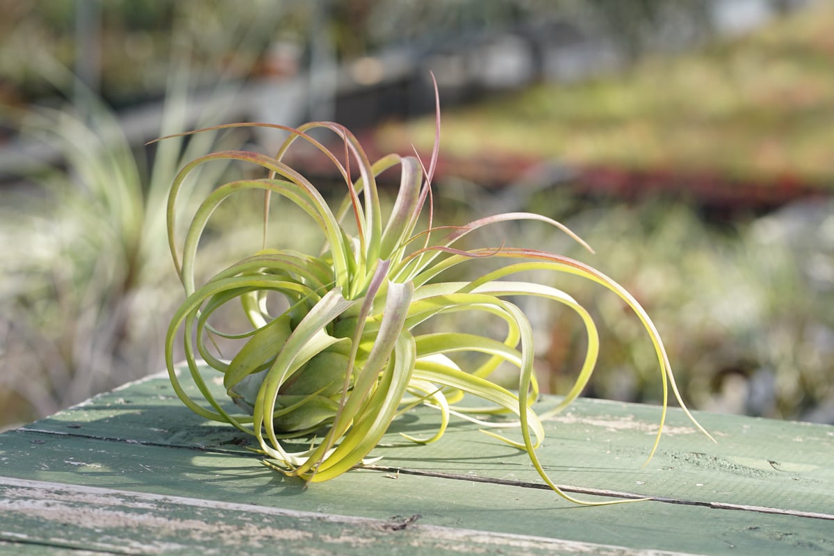スタッフ特選】ブラキカウロス × ストレプトフィラ | air-plants TENGU-DO