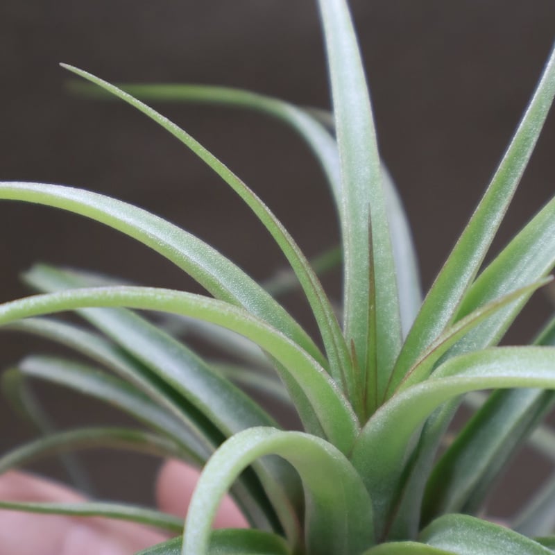 コンコロール×ストレプトフィラ Sサイズ19号 | air-plants TENGU-DO