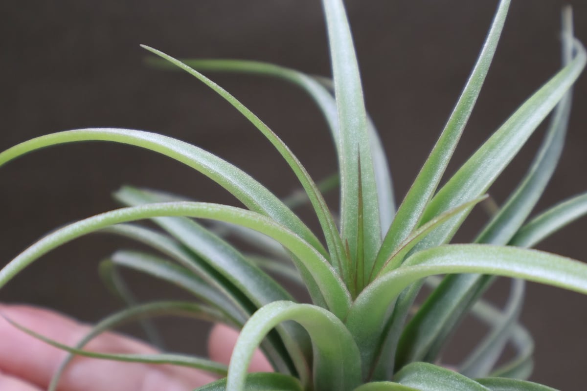 コンコロール×ストレプトフィラ Sサイズ19号 | air-plants TENGU-DO