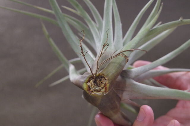サカパネンシス 06号 | air-plants TENGU-DO