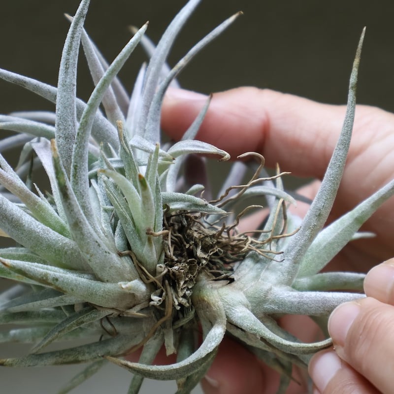 チアペンシス クランプ13号 | air-plants TENGU-DO