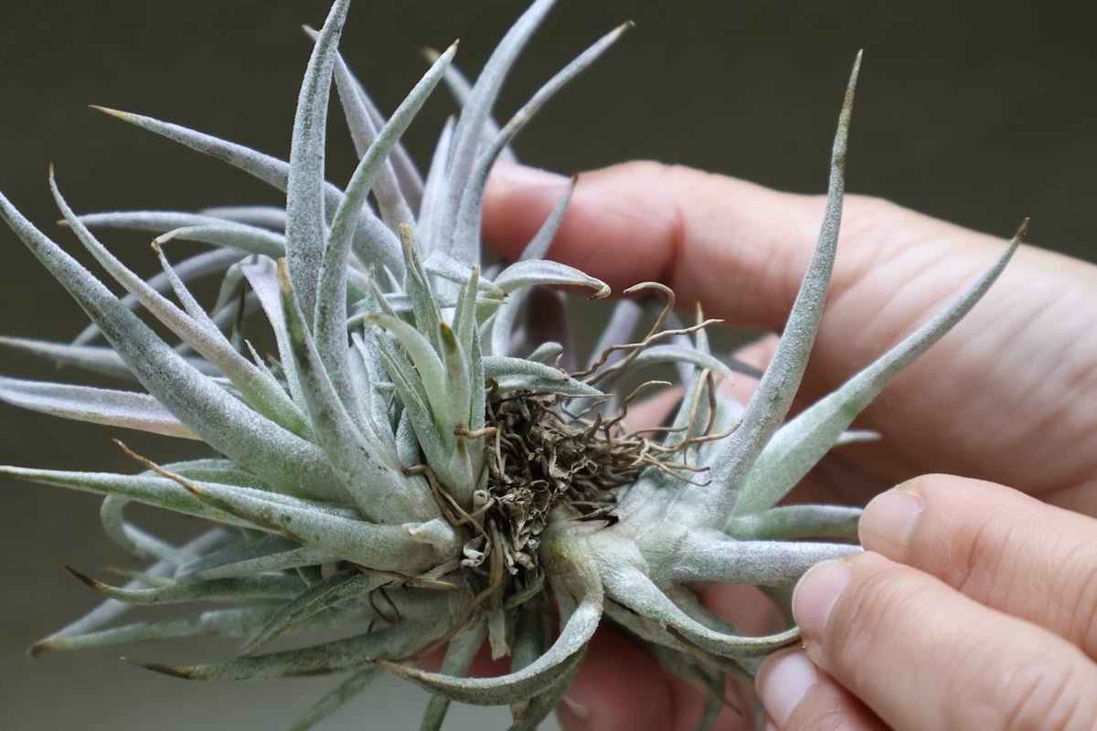 【現品】多頭　ストラミネア　チランジア　ティランジア　エアープランツ　クランプ おしゃれ 観葉植物 エアープランツ：チランジア ストリクア