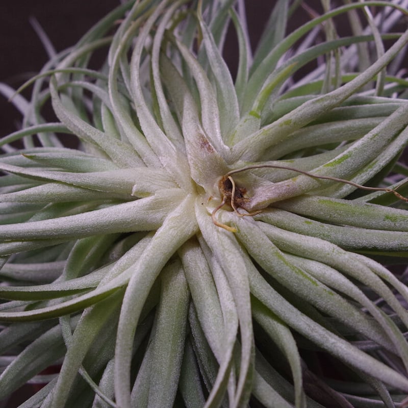 ストリクタ ステアリング クランプ 01号 | air-plants TENGU-DO