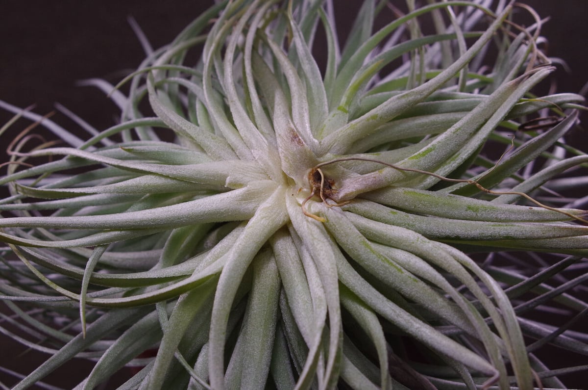 ストリクタ ステアリング クランプ 01号 | air-plants TENGU-DO