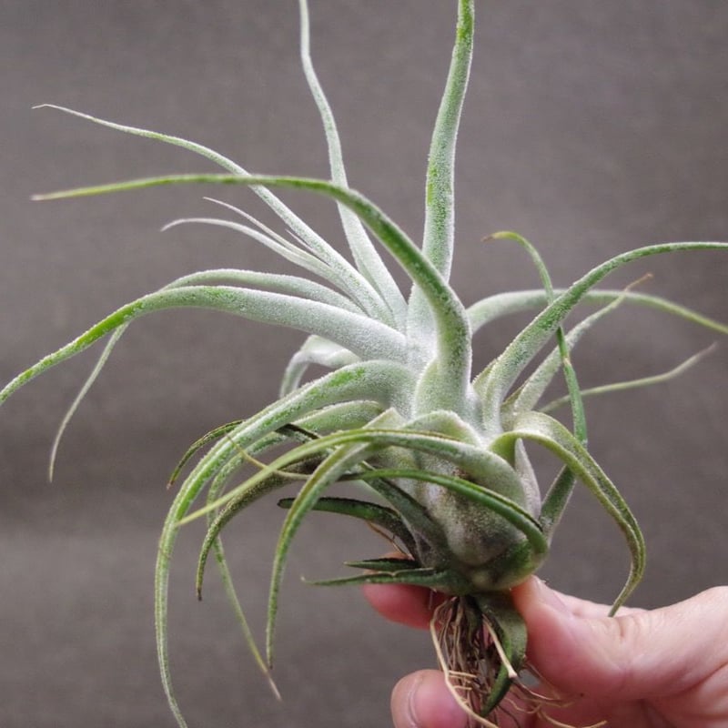 ストレプトフィラ × エーレルシアナ 02号 | air-plants TENGU-DO
