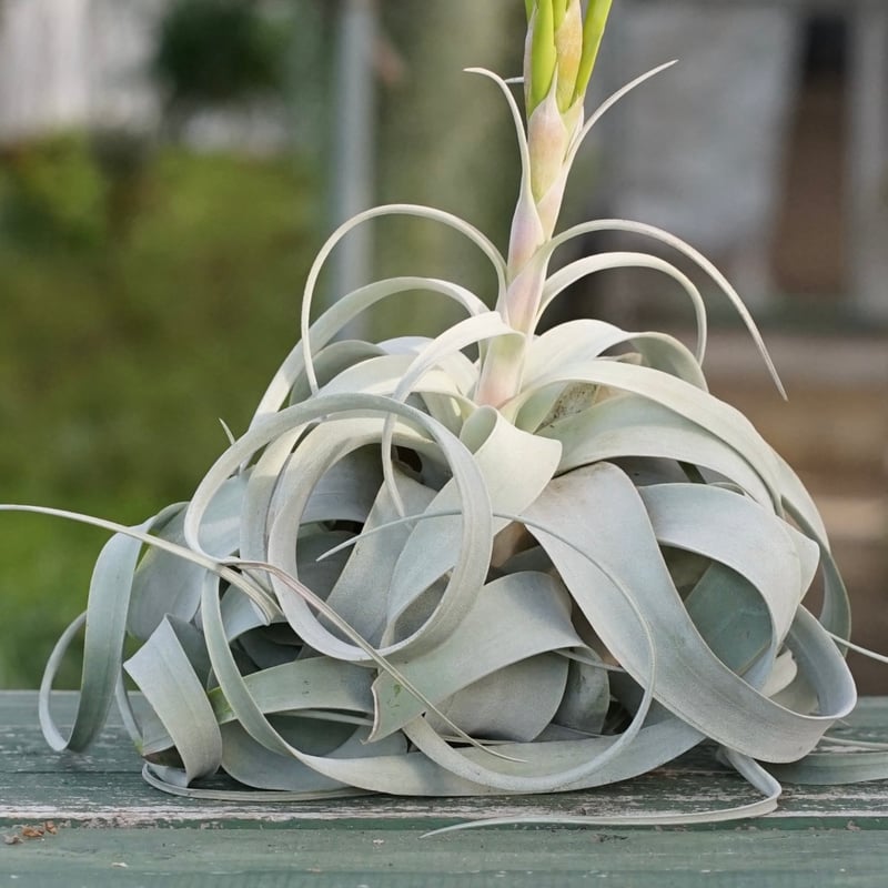 スタッフ特選】キセログラフィカ 花芽付き R号 | air-plants