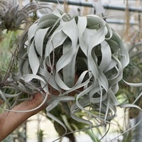 ベアコレアーレ × カプトメドーサエ ソノランスノー 03号 | air-plants